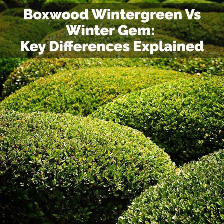 Boxwood Wintergreen Vs Winter Gem