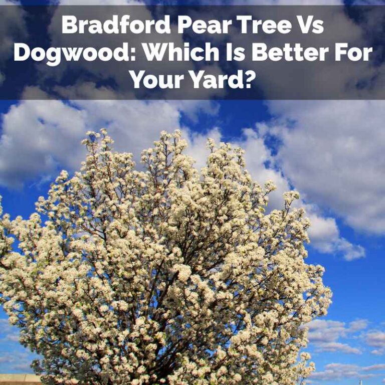 Bradford Pear Tree Vs Dogwood