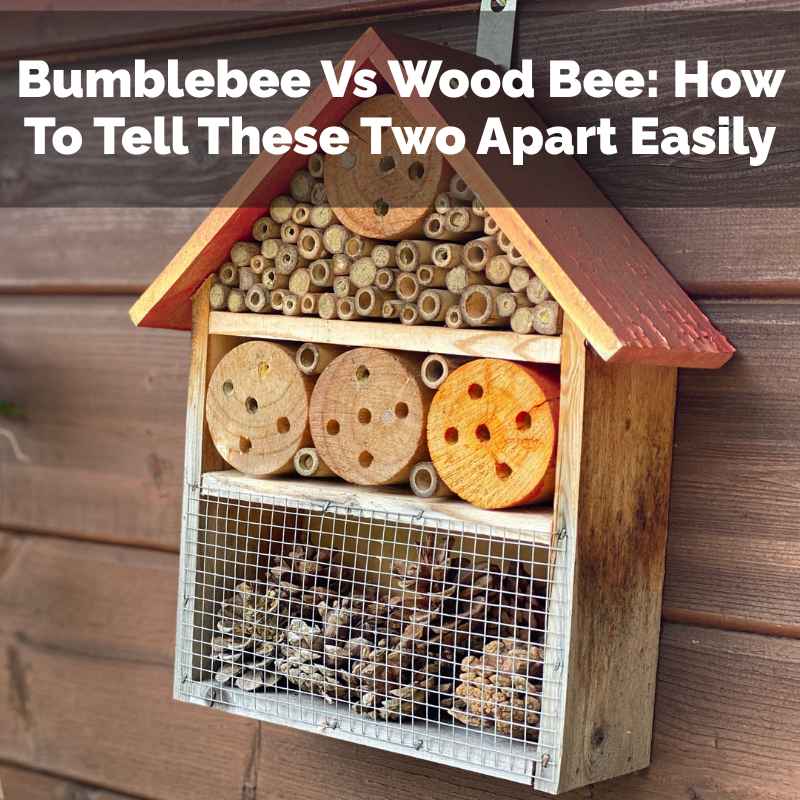 Bumblebee Vs Wood Bee