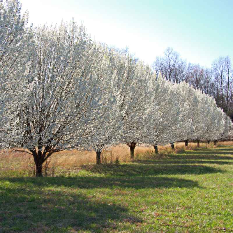 Callery Pear vs. Dogwood