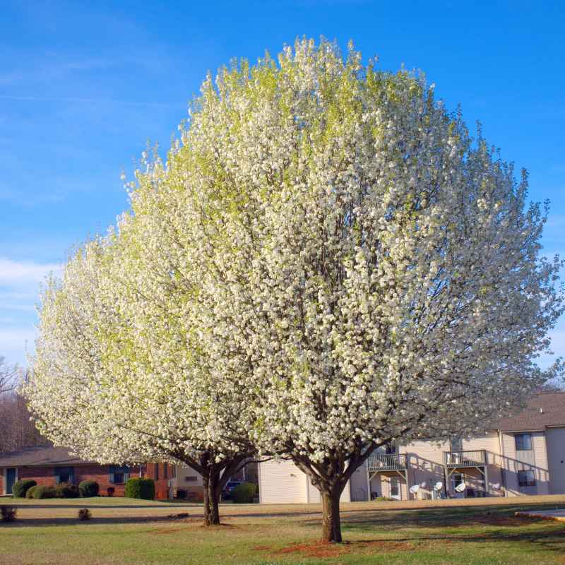 Callery Pear Vs Dogwood: Which Tree Is Right For Your Yard?
