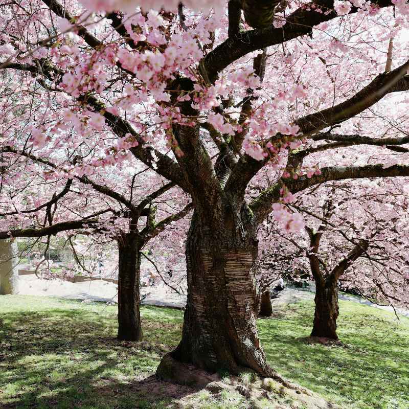 Understanding Dogwood Tree Light Needs