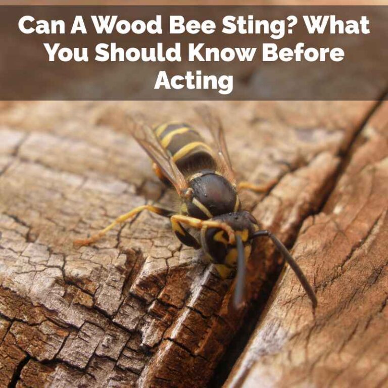 Can A Wood Bee Sting