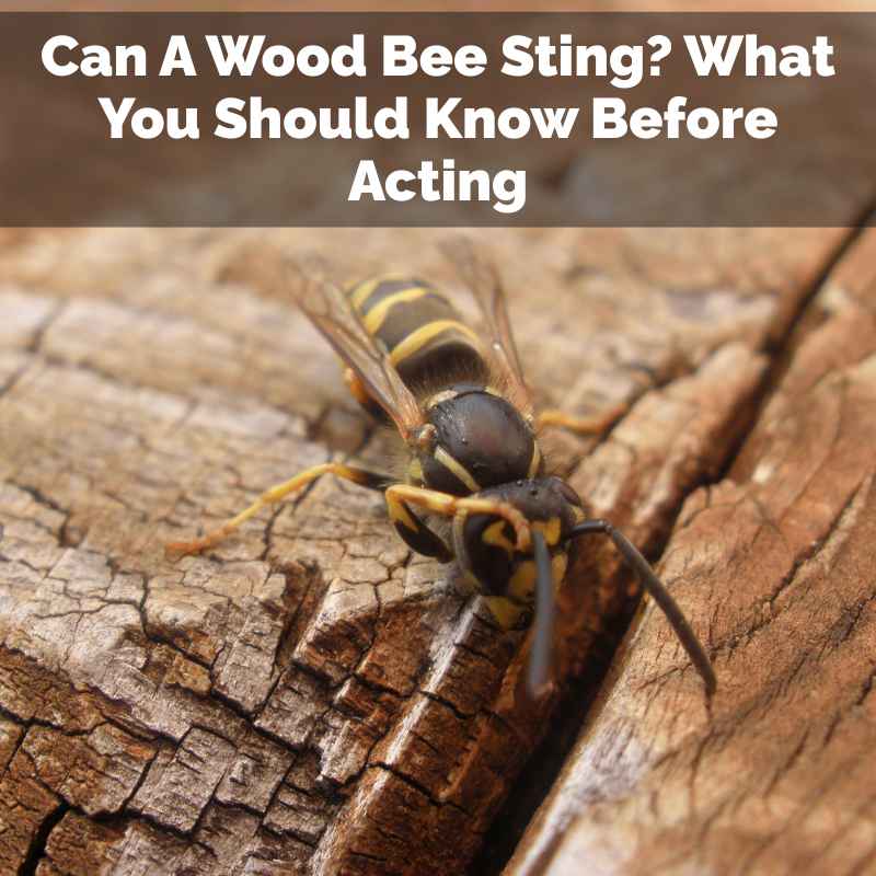 Can A Wood Bee Sting