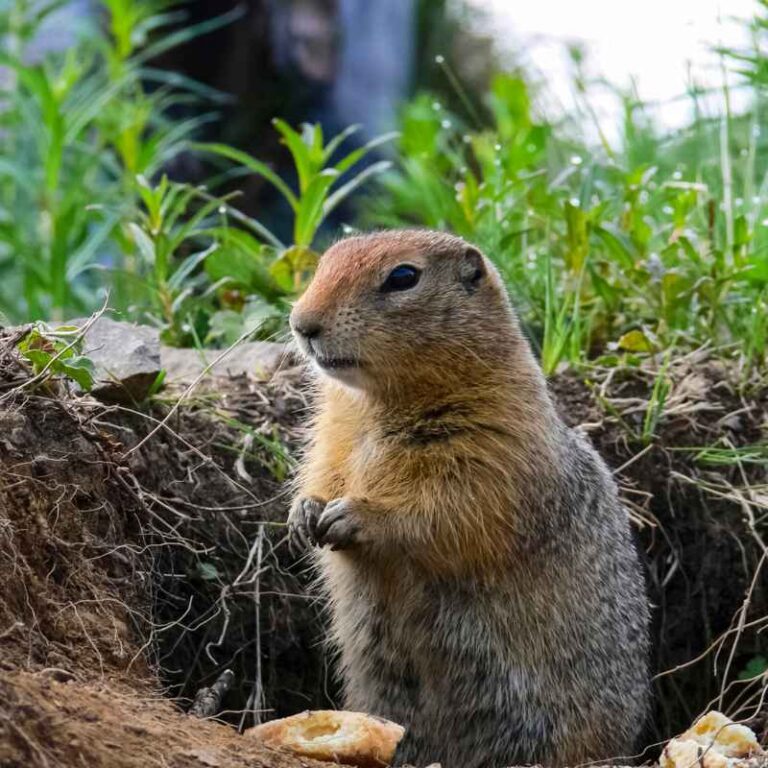Can A Woodchuck Chuck Wood?