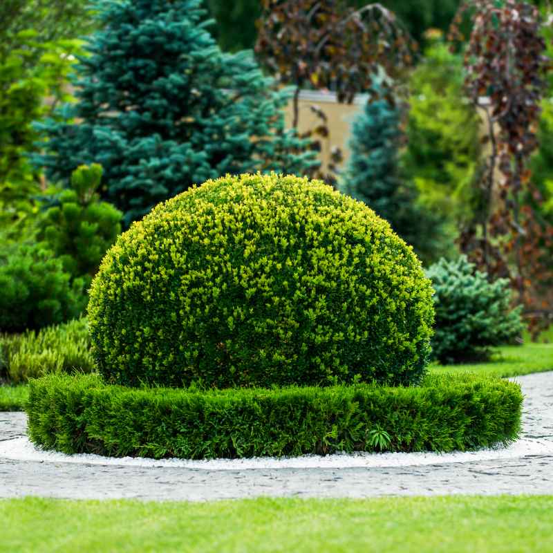 Can Boxwood Wintergreen and Winter Gem Be Mixed?