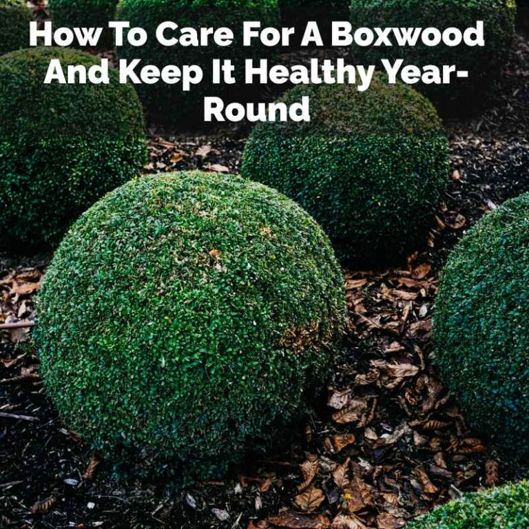 How To Care For A Boxwood And Keep It Healthy Year-Round