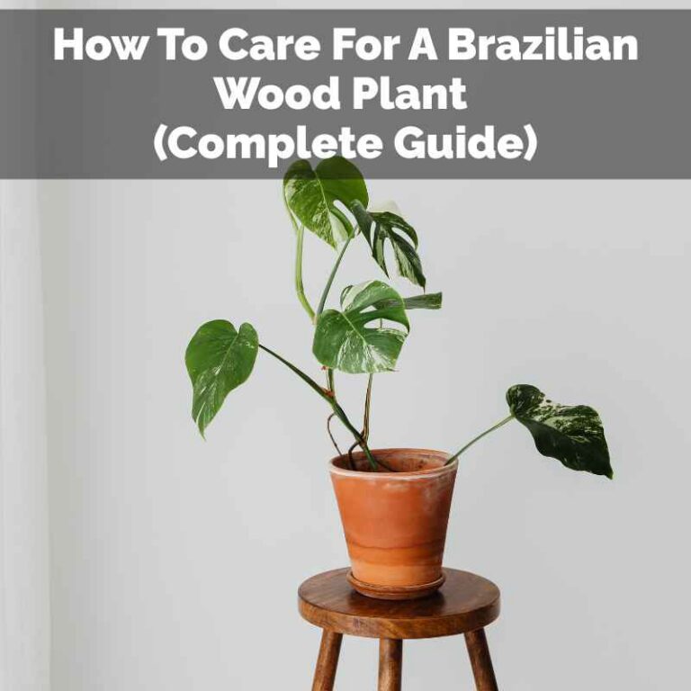 How To Care For A Brazilian Wood Plant