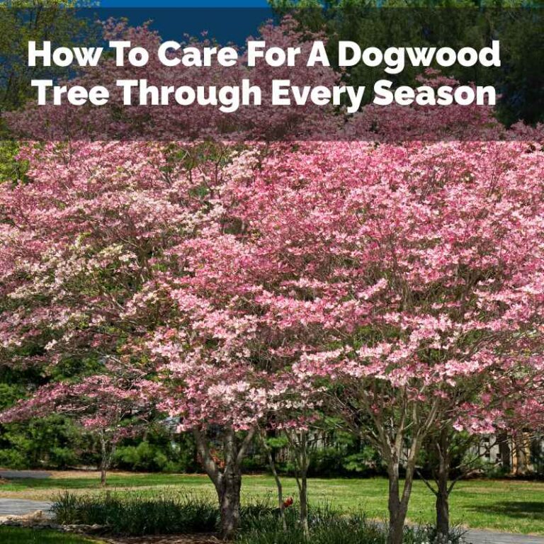 How To Care For A Dogwood Tree Through Every Season