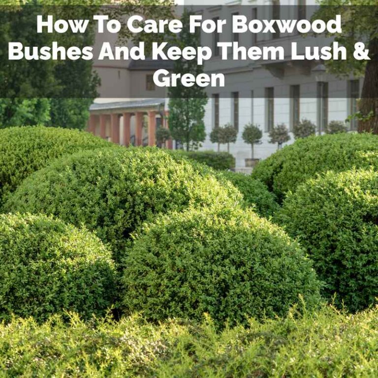 How To Care For Boxwood Bushes And Keep Them Lush & Green