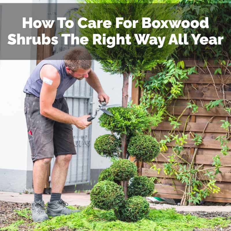 How To Care For Boxwood Shrubs The Right Way All Year