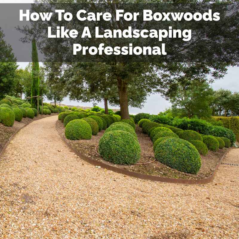 How To Care For Boxwoods Like A Landscaping Professional