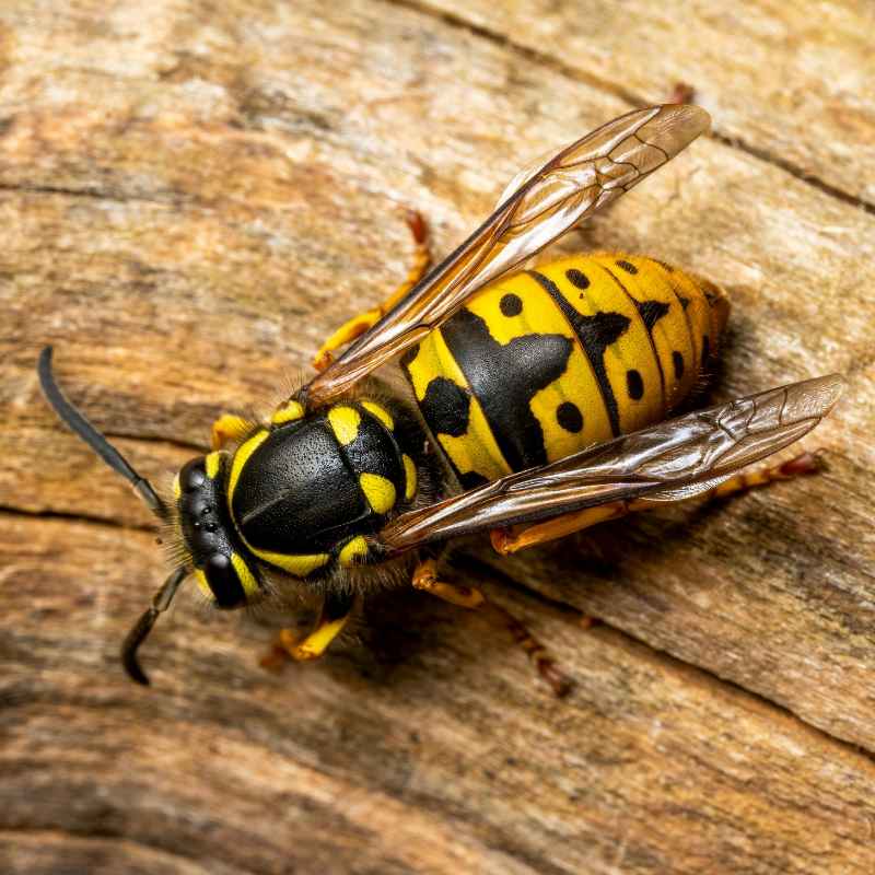 Preventing Wood Bee Infestations