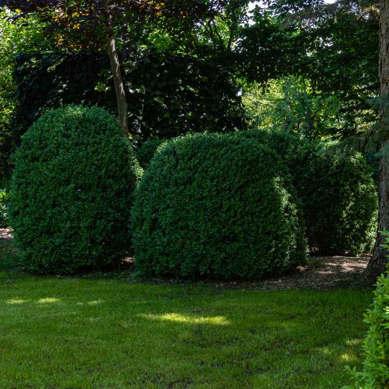 Quick Tips for Boxwood Success