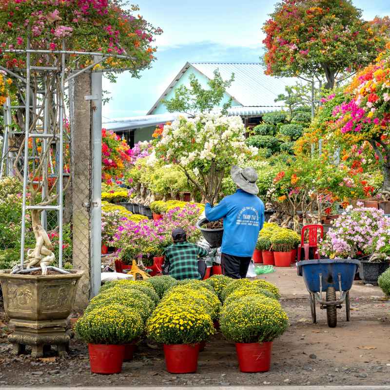 Quick Tips for Happy Boxwood