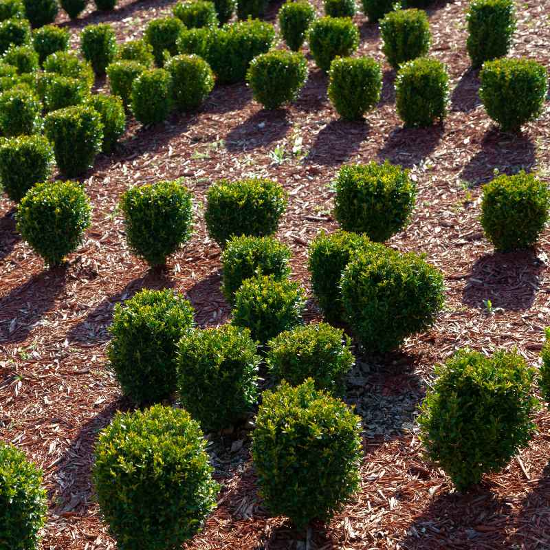 Quick Tips for Thriving Boxwoods