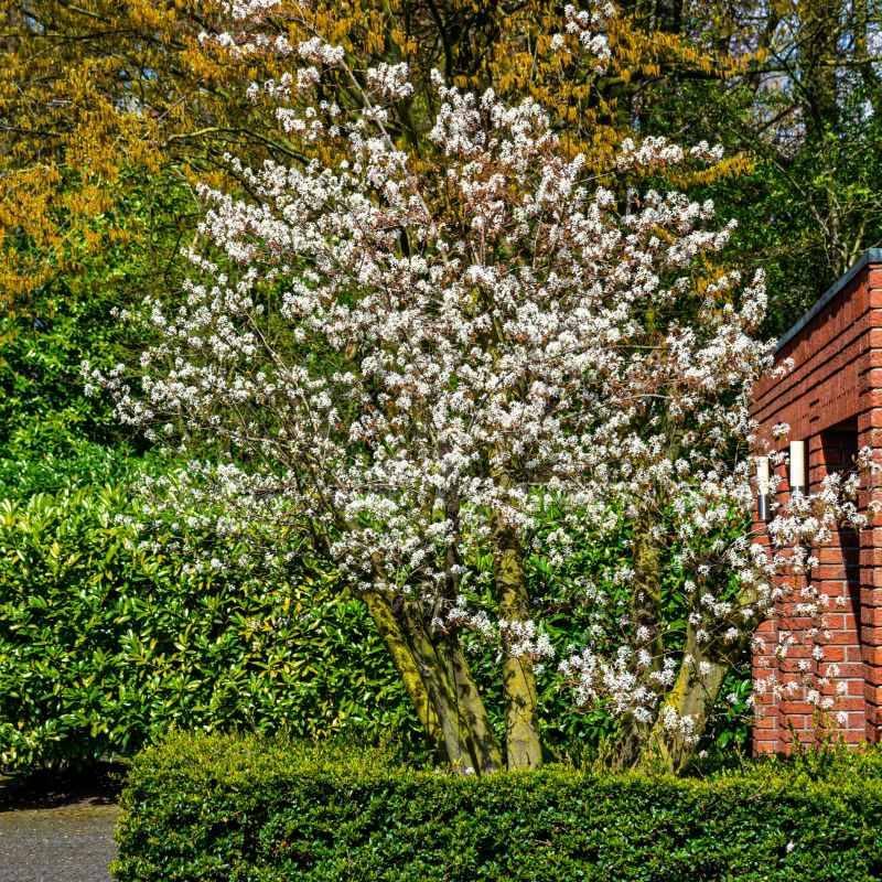 Quick Tips for Tree Care