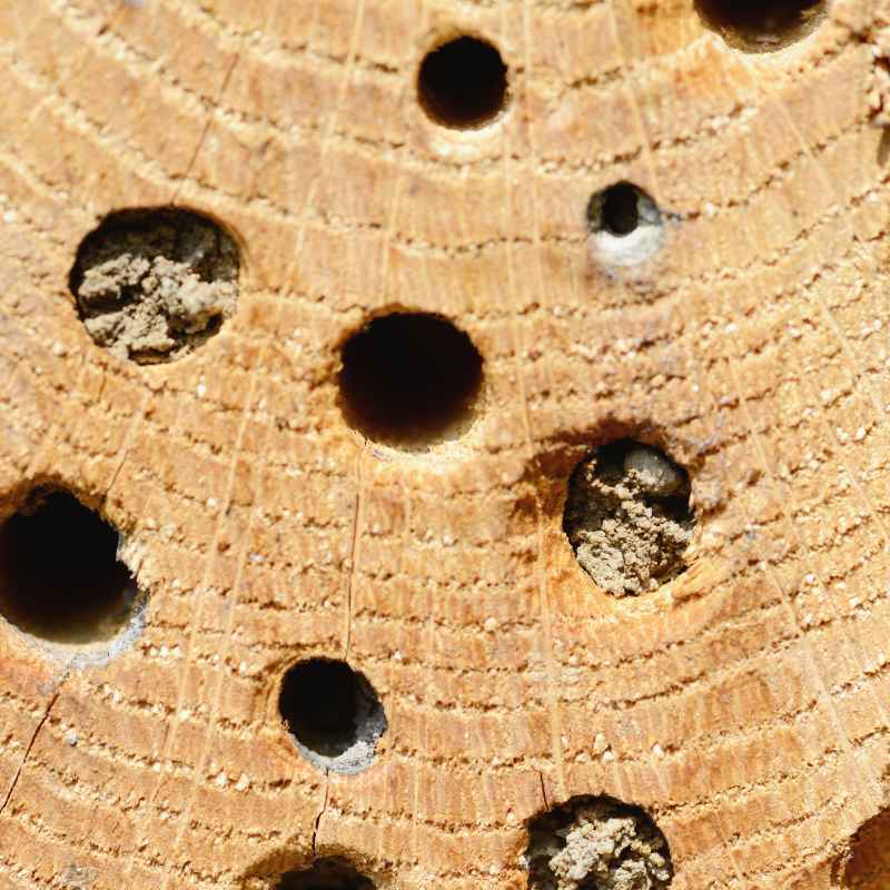 The Buzz About Bumblebees vs. Carpenter Bees