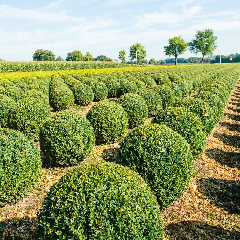 Understanding Boxwood Shrubs