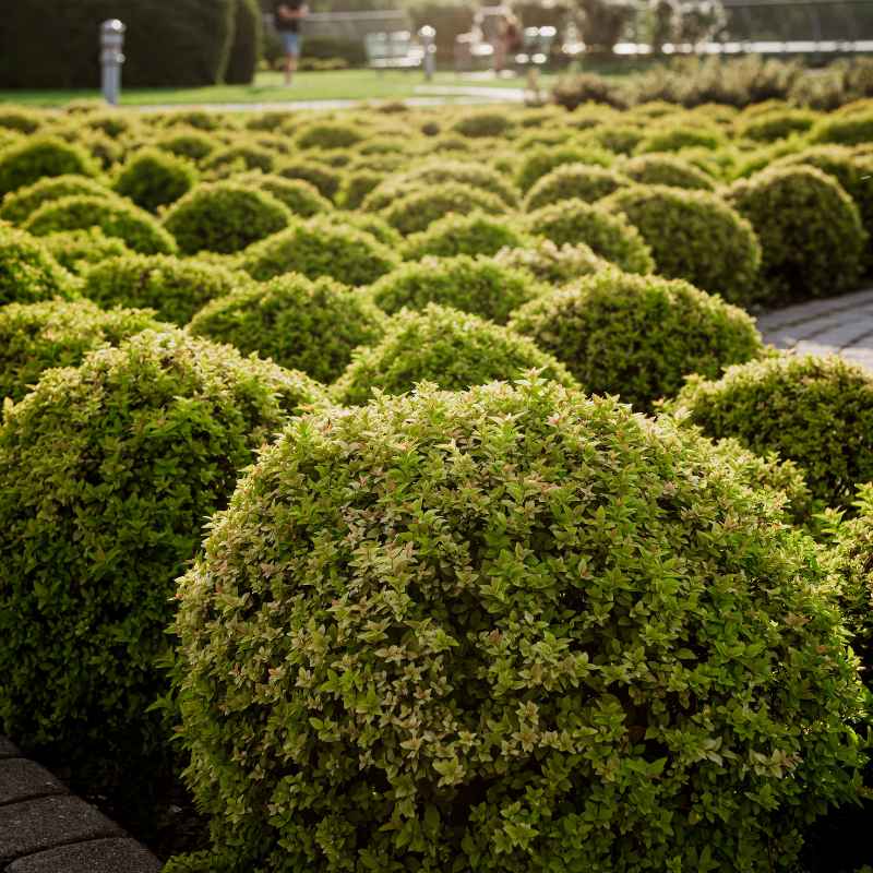 Understanding Boxwood Varieties