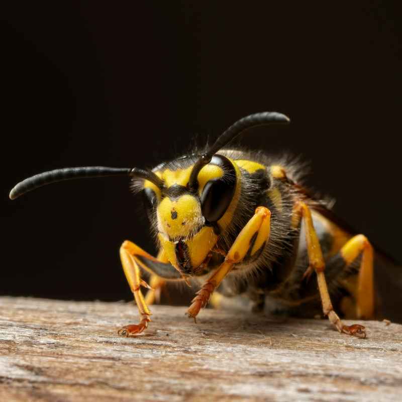 Understanding Wood Bees