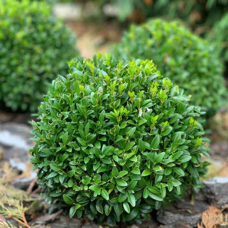 Understanding Your Boxwood's Needs