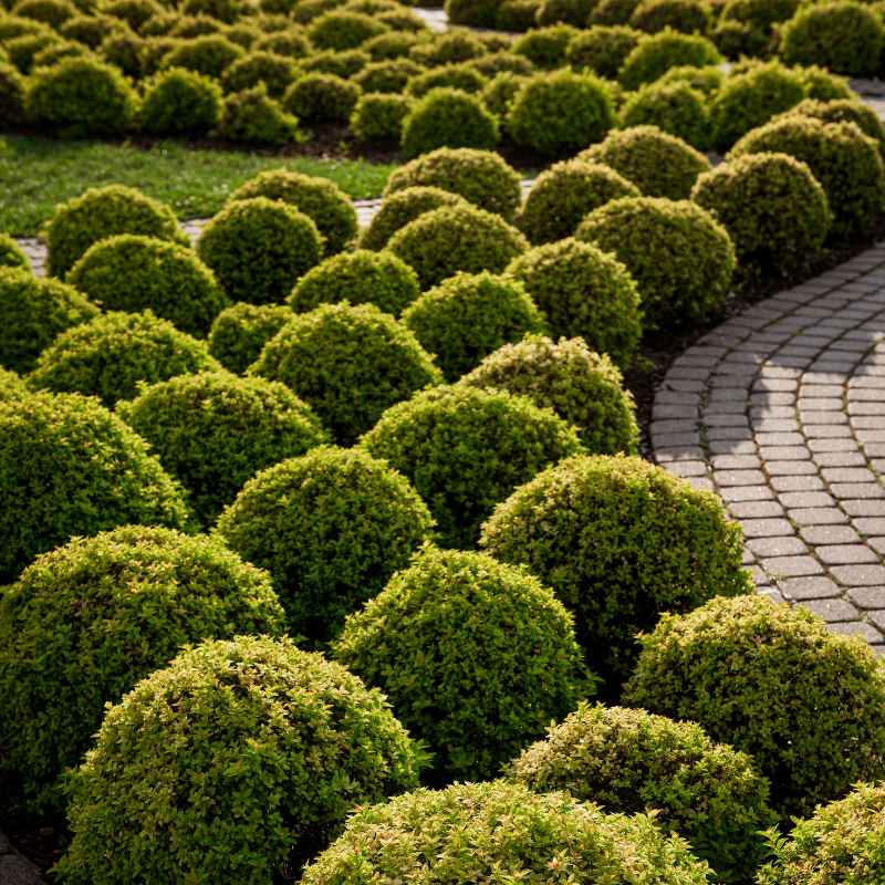 Understanding Your Boxwood's Needs
