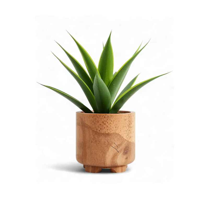 Understanding Your Brazilian Wood Plant
