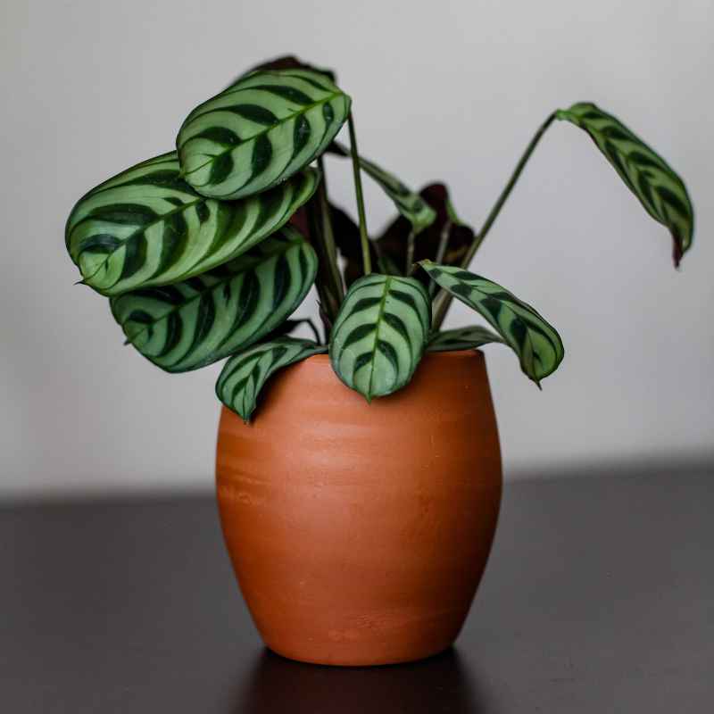 What Exactly is a Brazilian Wood Plant?
