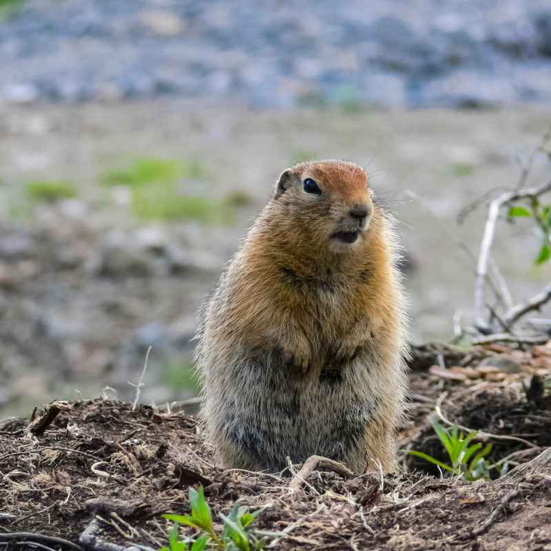 What Exactly is a Woodchuck?