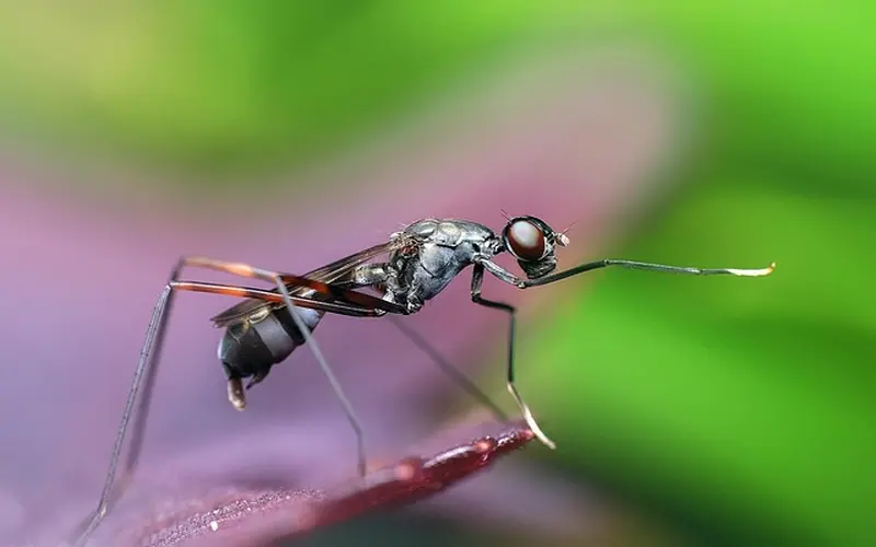 Ant insect macro closeup pest identification near baseboard