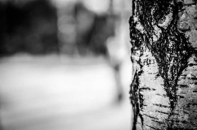 Birch trees with distinctive white bark in forest