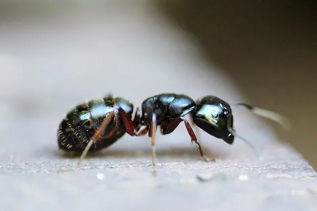 Black wingless worker insects in colony close up macro