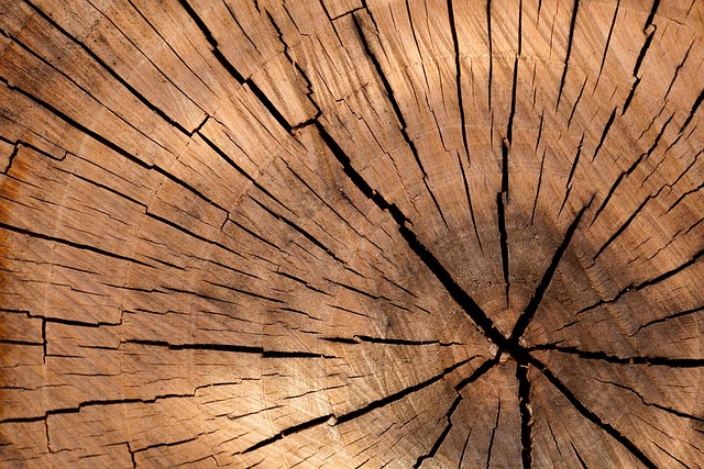Cross section of freshly cut wood logs