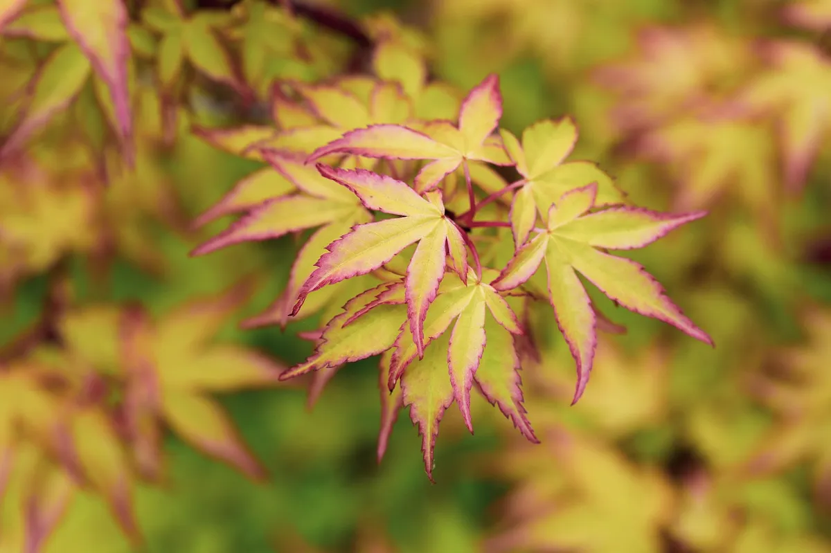 Japanese maple ornamental tree in garden with sun-tolerant foliage