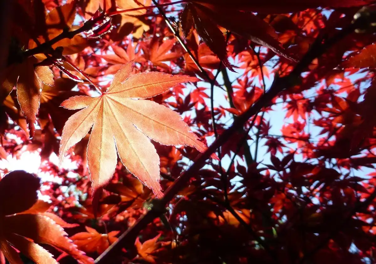 Emperor 1 Japanese maple with deep red foliage in full sun