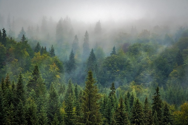 Pine forest trees with foggy atmosphere