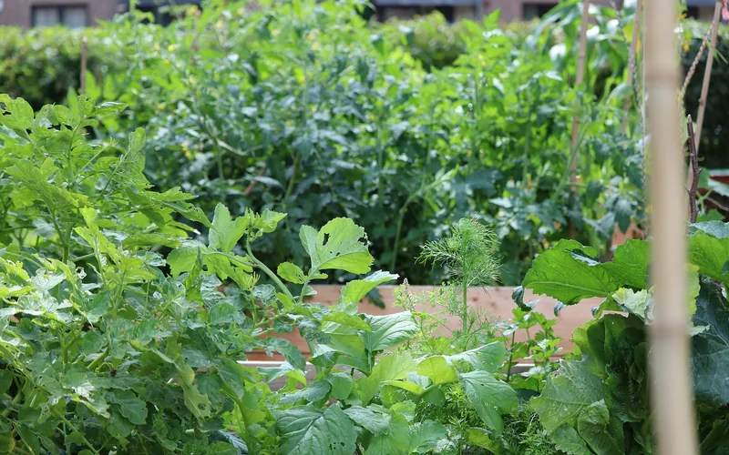 raised garden bed with fresh vegetables growing in healthy soil raised garden bed with fresh vegetables growing in healthy soil