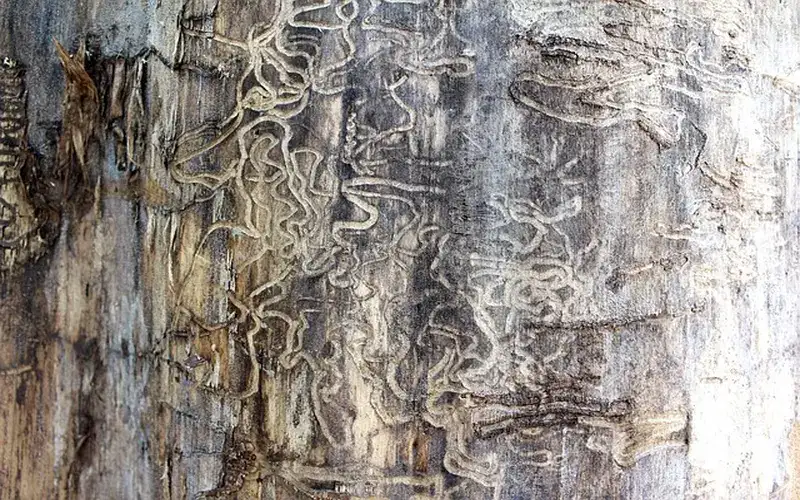 Termite wood damage tracks showing typical frass evidence near baseboard
