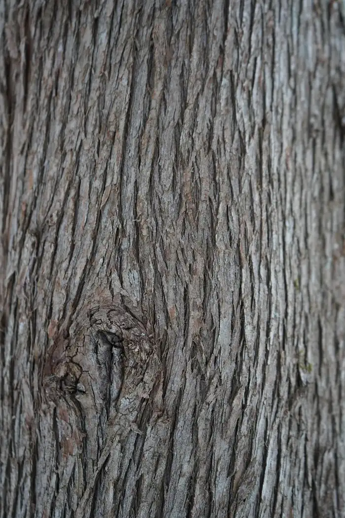 Sustainably harvested cedar forest showing renewable growth used for FSC-certified lumber