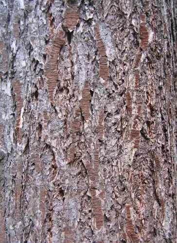 Close-up of Douglas fir bark showing the thick, corky texture of mature heartwood