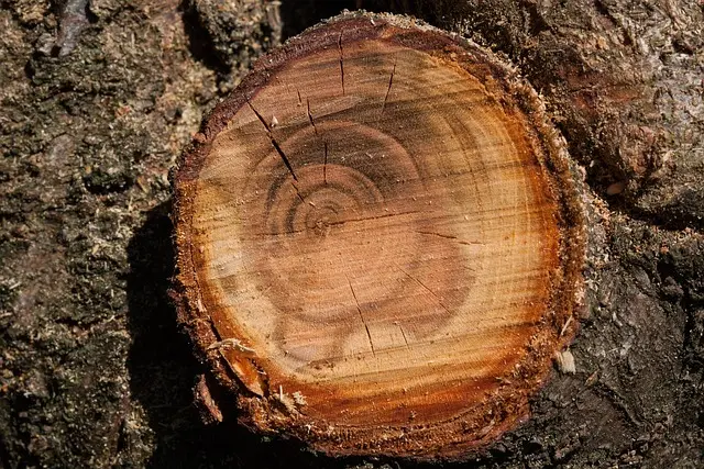 pruning sealant wound dressing tree sap stop oozing