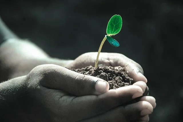 tree care treatment fertilizer prevent sap oozing