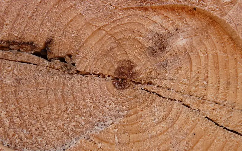 Cross-section of a tree trunk showing end grain and growth rings