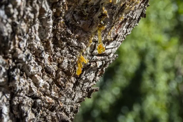 How to Stop Sap from Coming Out of a Tree (2026 Guide)