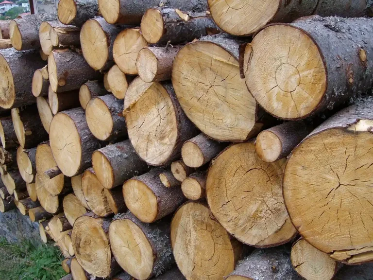 Different types of wood — hardwood and softwood samples