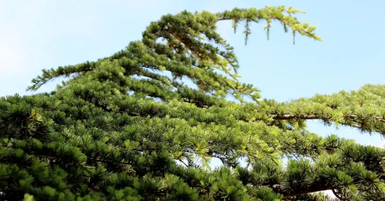 Cedar tree branches spreading in tiered layers, showing healthy vigorous growth