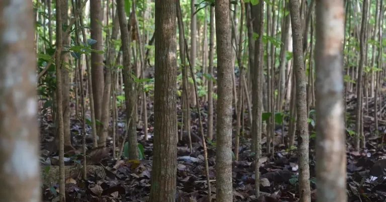 Young mahogany trees growing in a tropical forest plantation