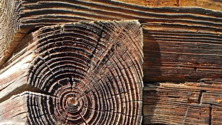 Through-tenon end grain protruding from a mortised timber-frame beam joint