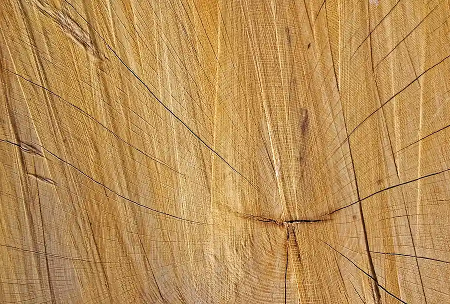 Cross-section of a pine log showing the concentric growth rings that become its grain pattern once sawn into boards